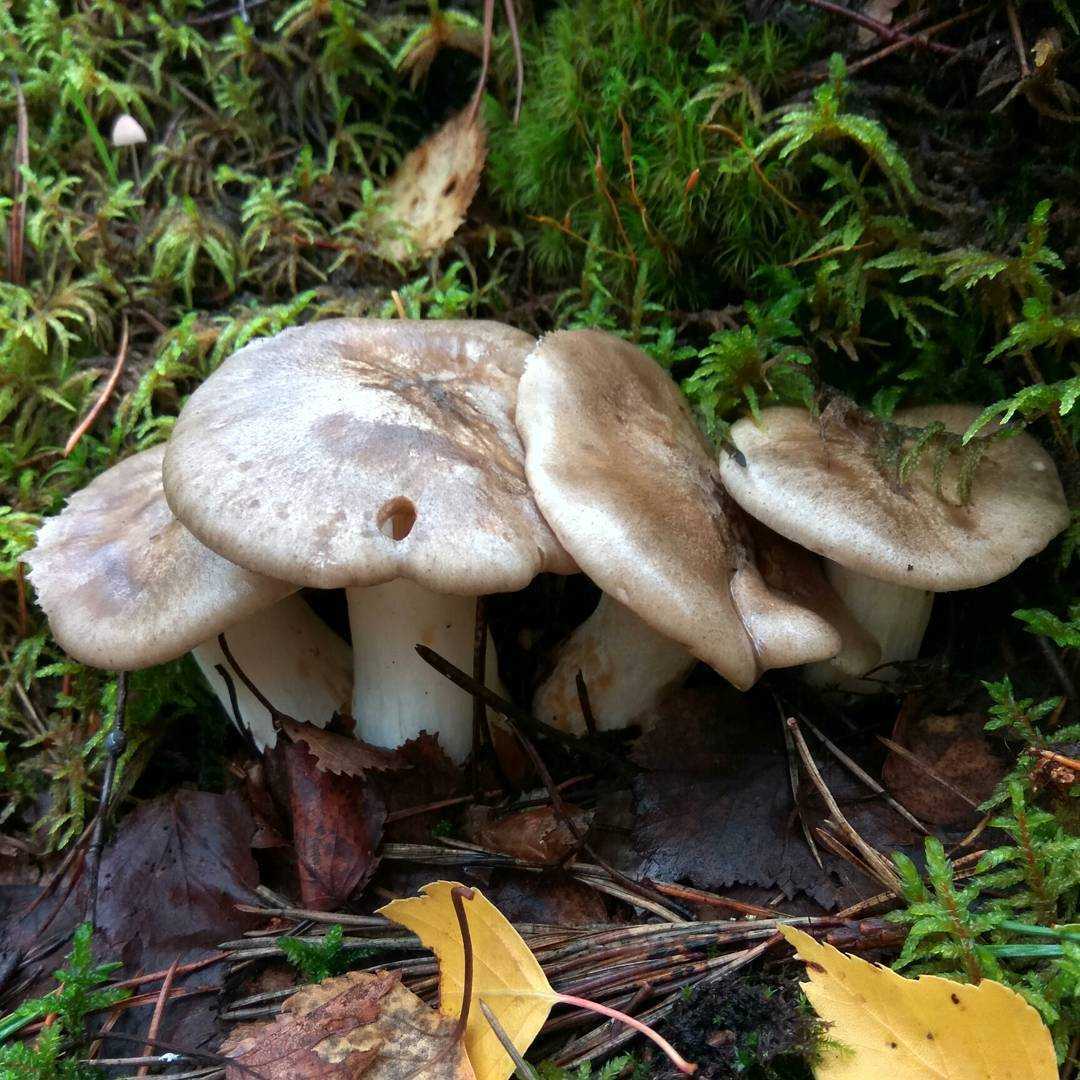 Грибы рядовки съедобные и ядовитые: как отличить? виды грибов рядовок: фото, описание