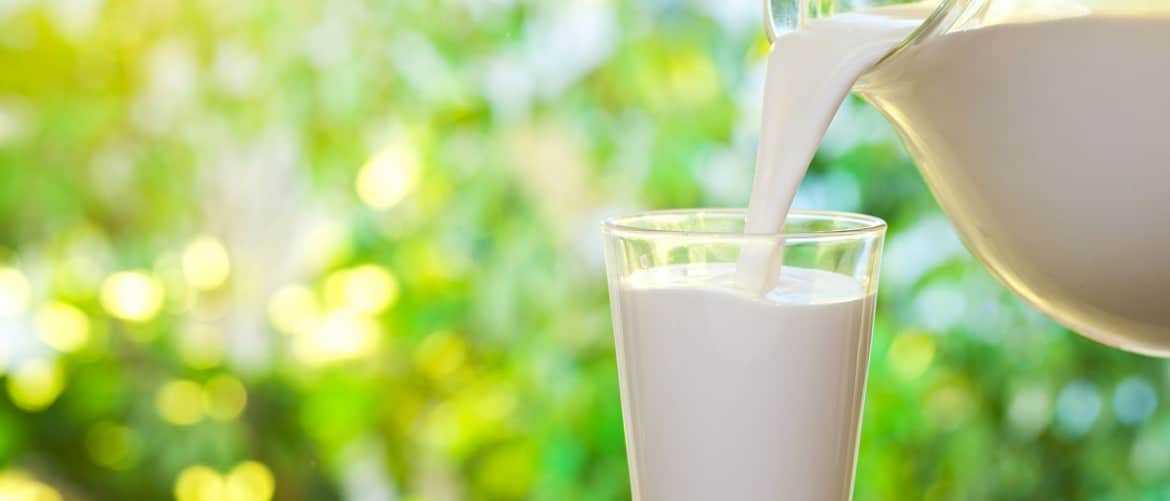 Горькое молоко у коровы: обзор возможных причин