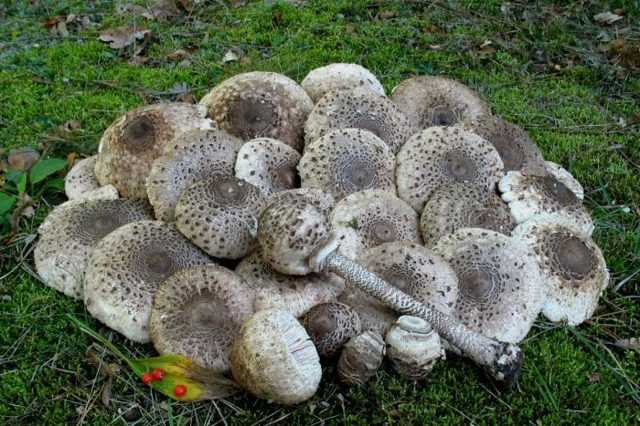 Гриб зонтик белый (macrolepiota excoriata), серый, полевой или луговой: описание, фото и как его готовить