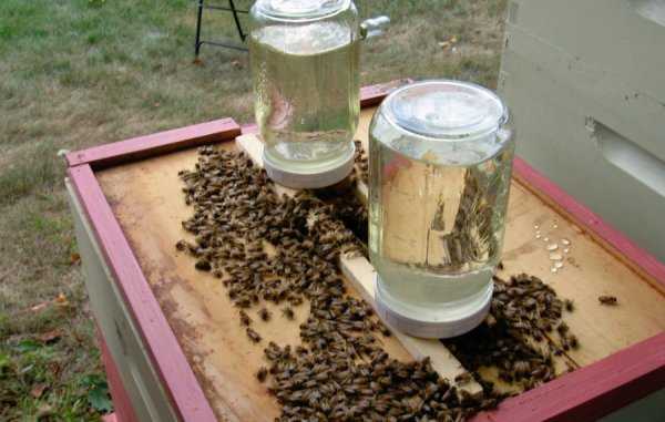 Приготовление сахарного сиропа для пчел: рецепт, пропорции