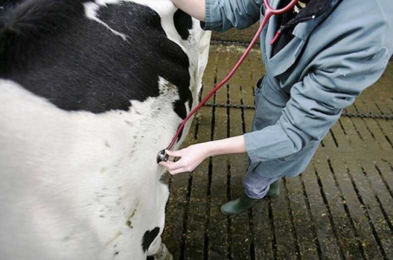 Как правильно ставить уколы коровам и телятам