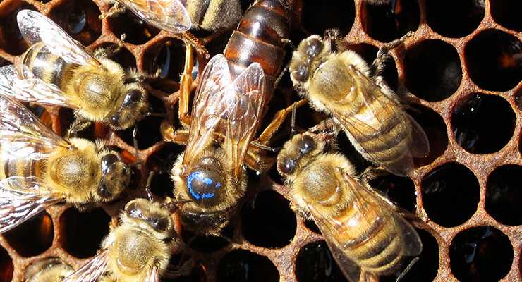 Пчелиная матка: жизненный цикл, отличие от других пчел, функция