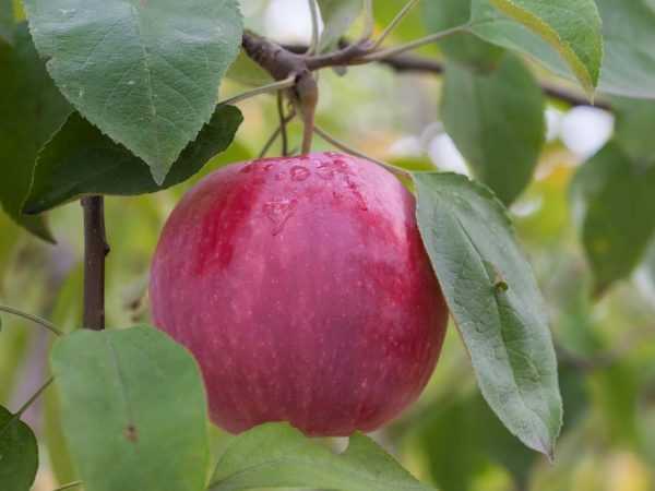 Яблоня лигол: описание сорта, отзывы, фото, выращивание и правильный уход за плодовым деревом