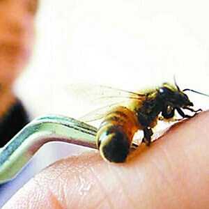 Сон на ульях. как усыпляют пчёлы и чем полезен для организма такой отдых
