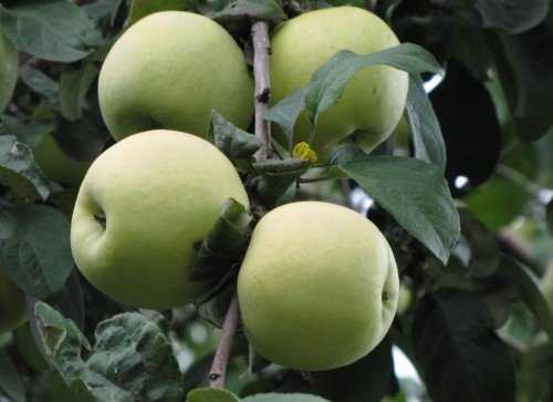 Яблоня "павлуша": внешний вид, урожайность, особенности посадки и ухода selo.guru — интернет портал о сельском хозяйстве
