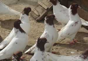 Кавминводские головатые щекатые – иранские голуби