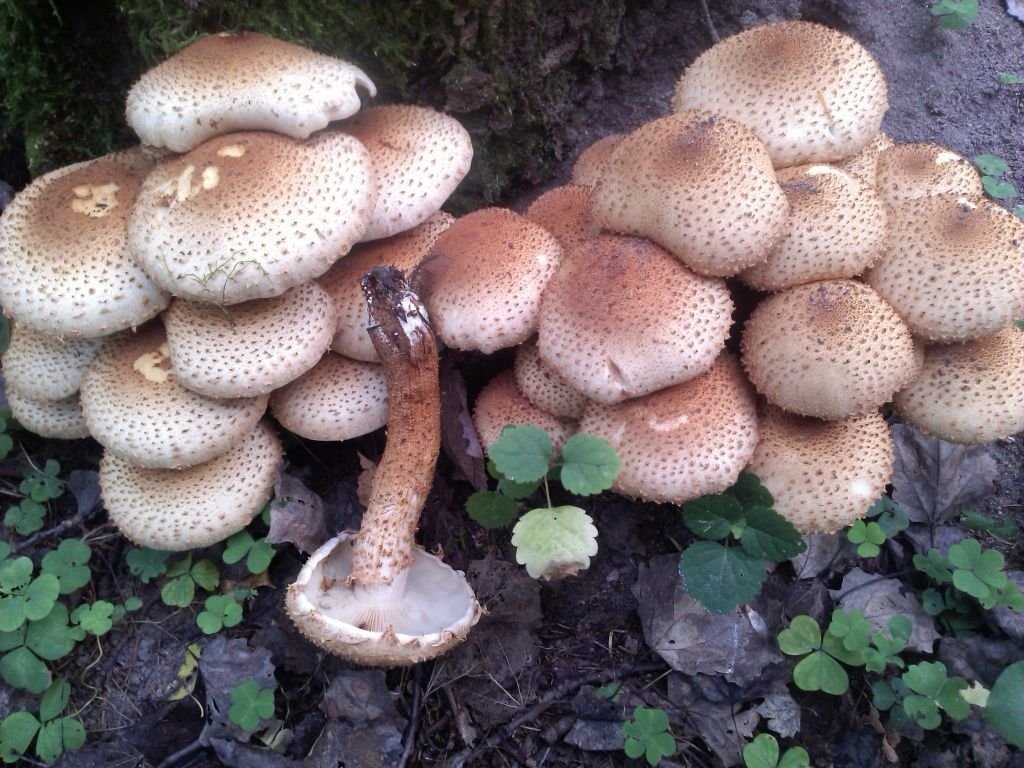 Королевские опята (чешуйчатка золотистая) — характеристика с фото, польза и вред этих грибов