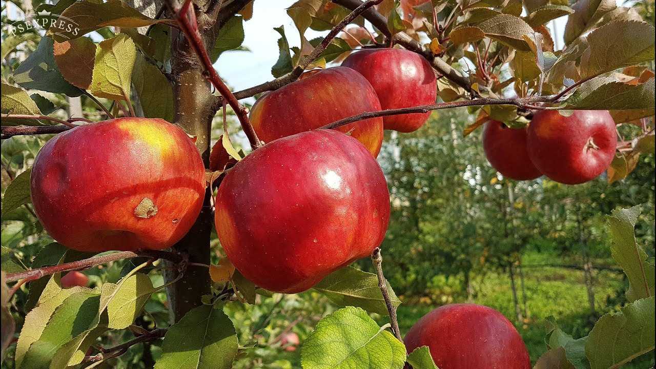 Сорт яблок Айдаред: описание сорта фото отзывы садоводов. Посадка и уход, достоинства и недостатки сорта.