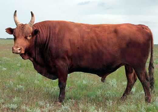 Голштинская корова — характеристика, происхождение, содержание и кормление, перспективы разведения. | cельхозпортал
