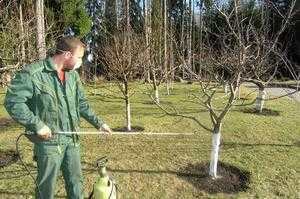 Надо ли поливать деревья на зиму. нужно ли поливать плодовые деревья осенью