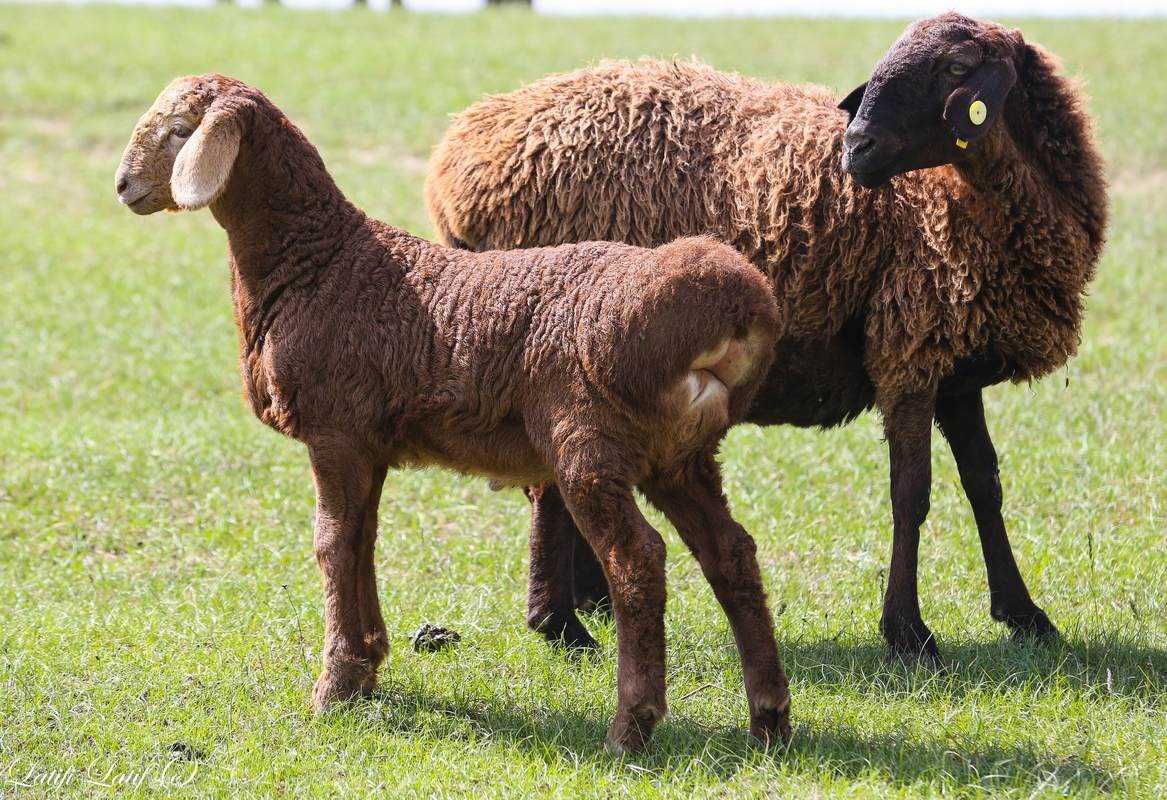 Гиссарская порода овец: описание + фото. Особенности содержания и разведения породы.