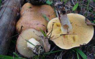Белые грибы (боровики)