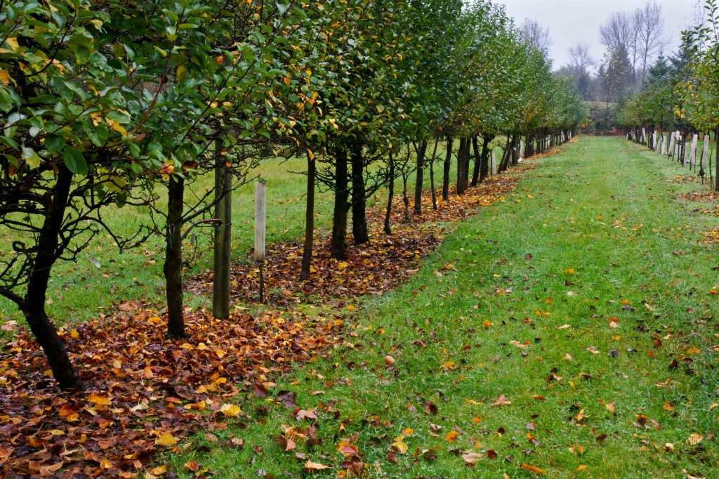 Уход за молодыми плодовыми деревьями осенью и профилактика болезней