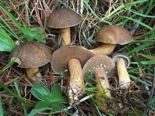 Маслёнок белый (suillus placidus) –  грибы сибири