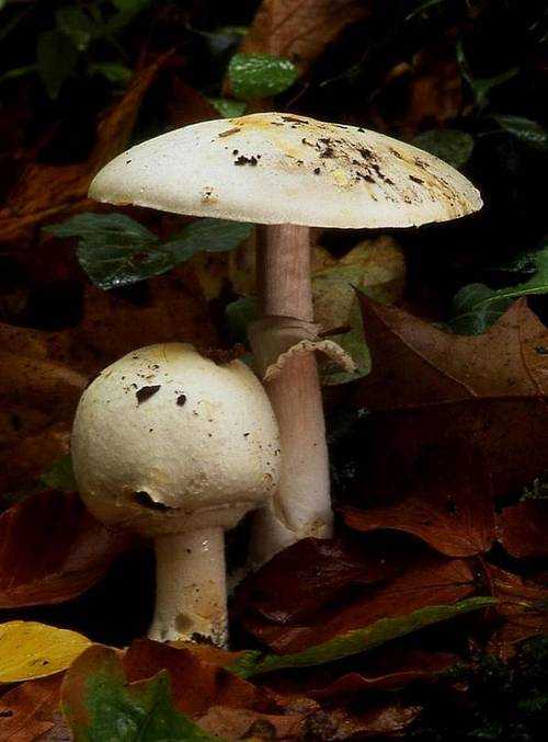 Шампиньон лесной: где встречается, как не спутать с другими грибами