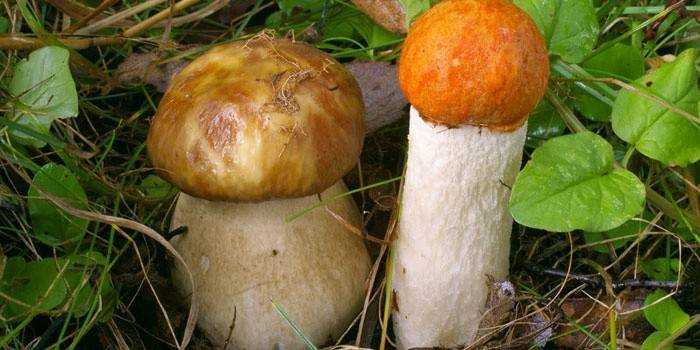 Как безошибочно отличить гриб, похожий на белый