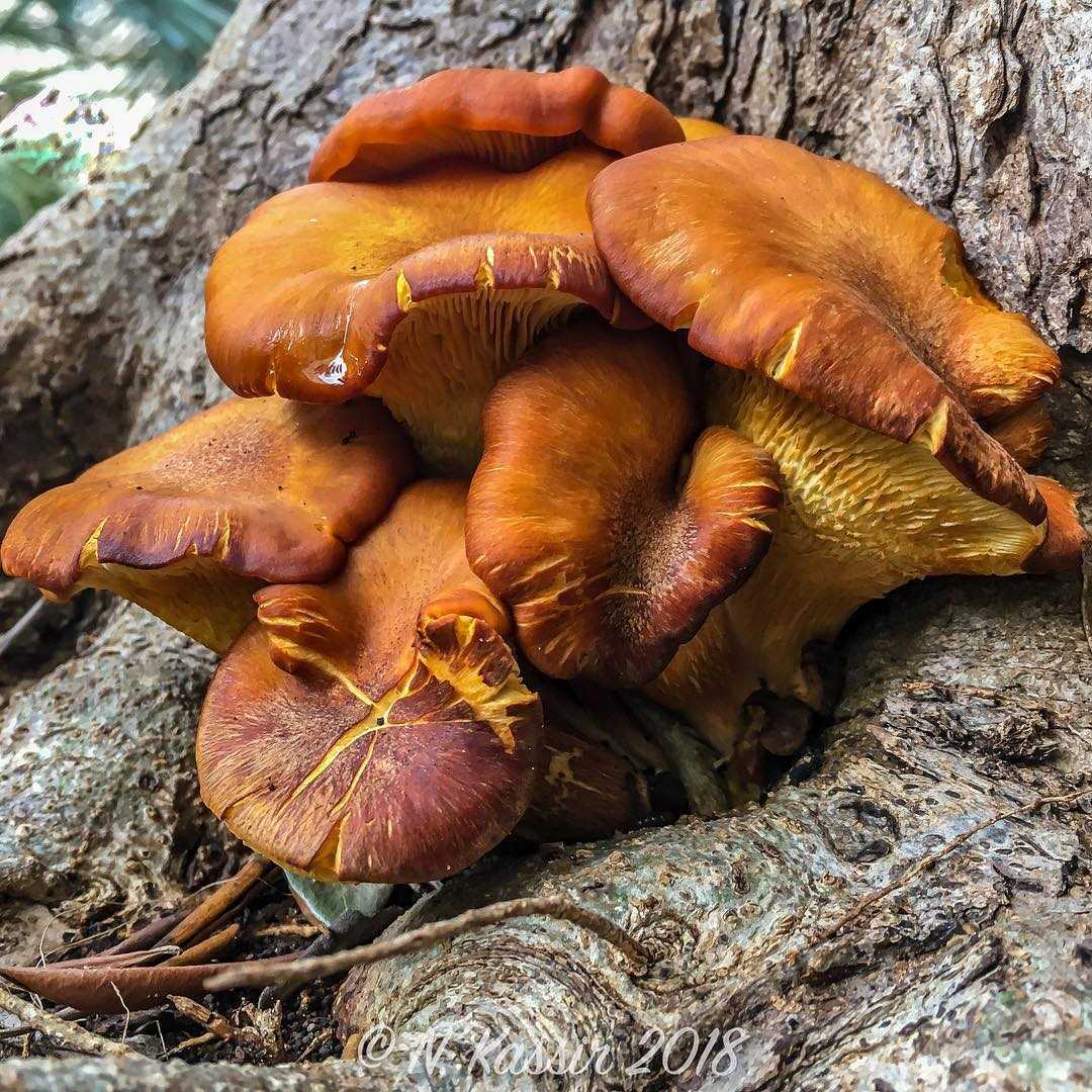 Лихеномфалия зонтиконосная (lichenomphalia umbellifera) –  грибы сибири