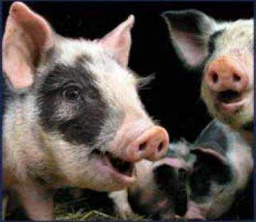 «очумевшие» свиньи: что нужно знать о вирусе ачс?