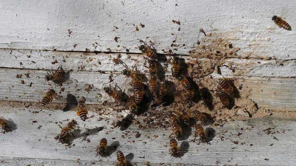 Как лечат артроз с помощью пчел