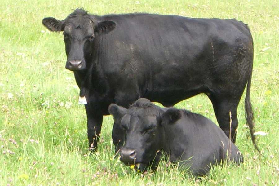 Абердин-ангусская порода коров: описание и характеристики – аграрий