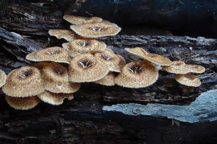Шпальный гриб (neolentinus lepideus) или пилолистник чешуйчатый: фото, описание и как приготовить этот гриб