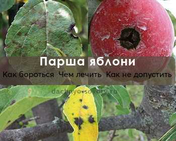 Как лечить паршу на яблоне весной: покупные препараты и народные средства | садоёж