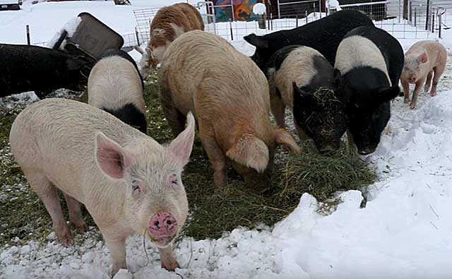 Как содержать свиней в зимнее время