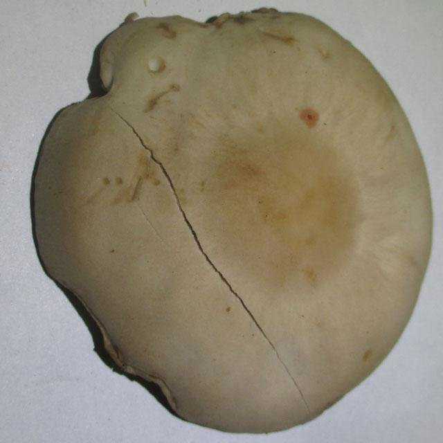 Псатирелла серо-бурая – гриб на дереве