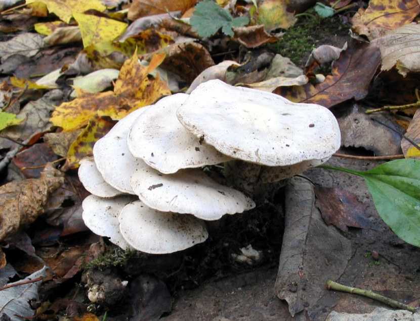 Ледяной гриб: что это, польза и вред, фото, калорийность