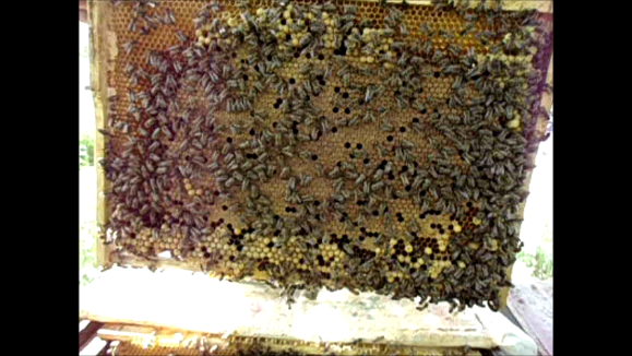 Как правильно сделать отводок из пчелиной семьи, формирование и деление пополам отводков пчел.