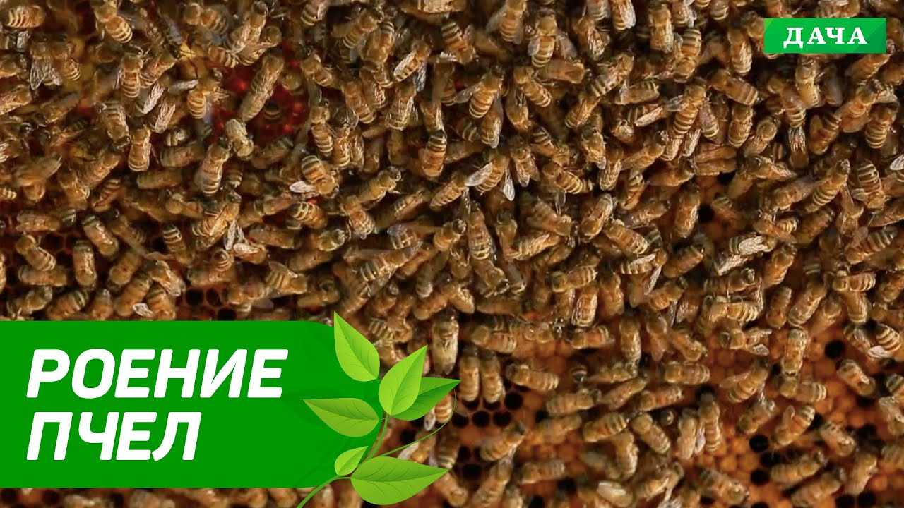 Когда пчелы роятся: в каком месяце и причины роения