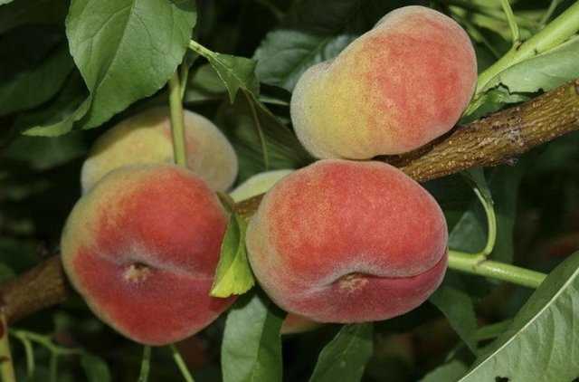 Когда персики созревают?