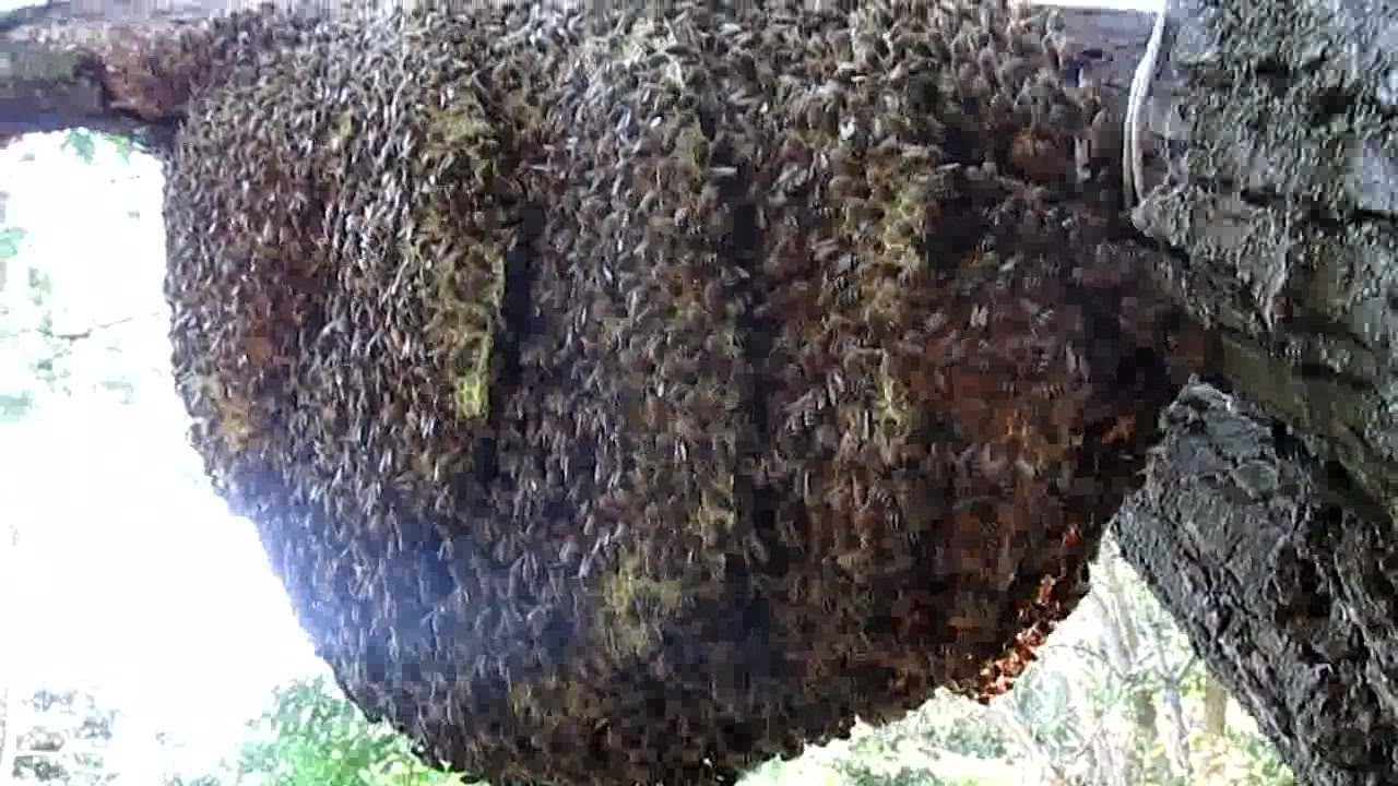 Ловля пчел. как поймать пчелиный рой в пустой улей или в ловушку