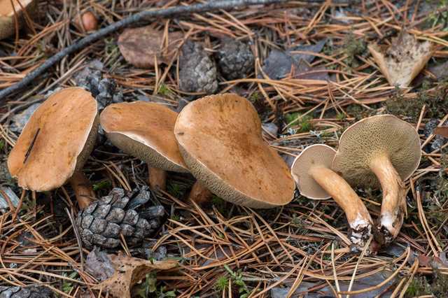 Козленок гриб съедобный или нет. сравнение гриба козлёнка с перечным грибом | дачная жизнь