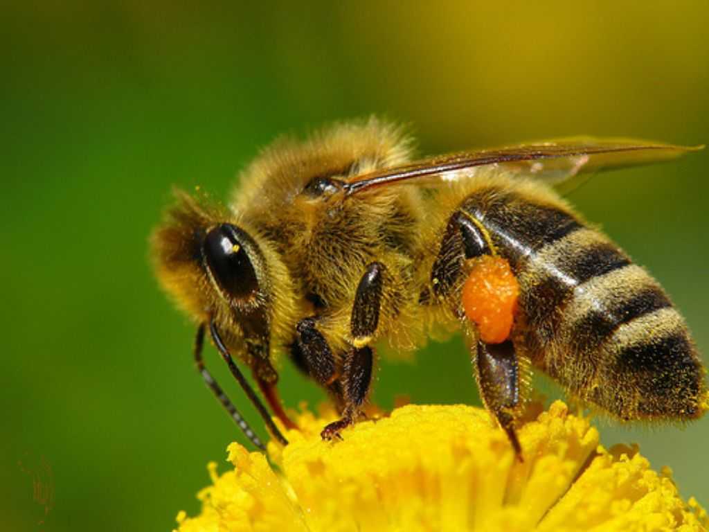 Белковая подкормка весной для пчел