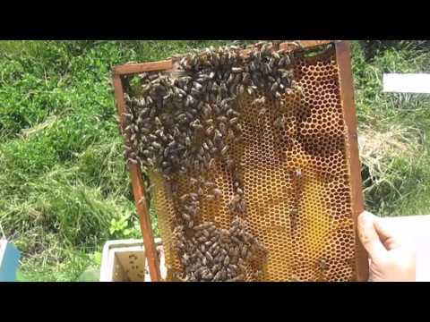 Объединение пчелиных семей в августе и осенью перед зимовкой