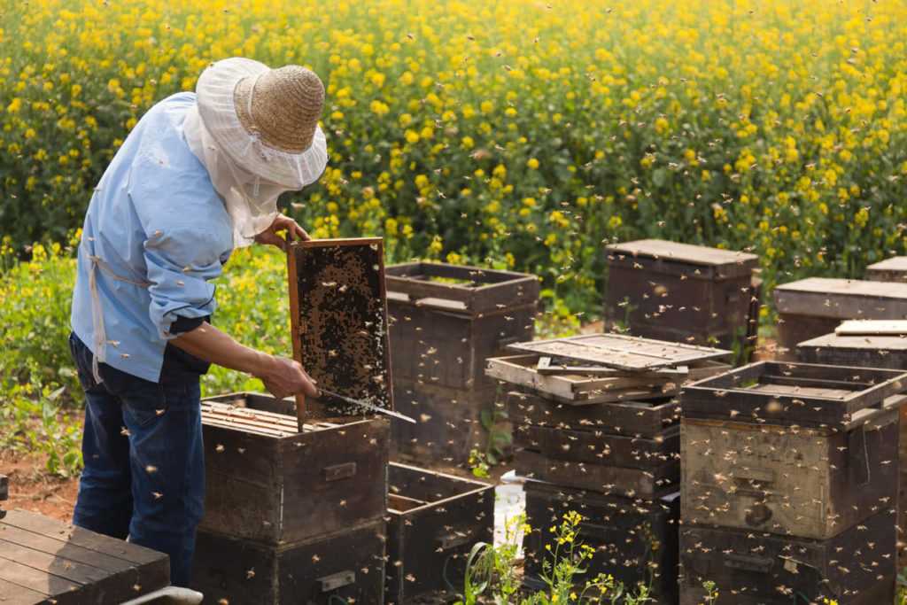 Какой улей выбрать начинающие пчеловоду - 4 лучших варианта