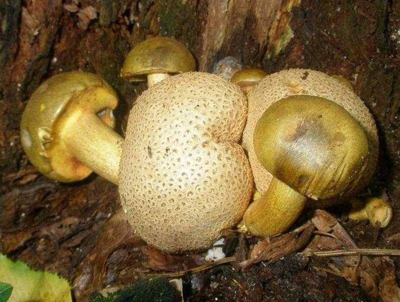 Внешний вид и описание ложных грибов моховиков (+17 фото)