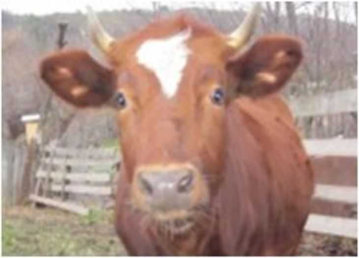 Бестужевская порода коров характеристика отзывы - скороспел