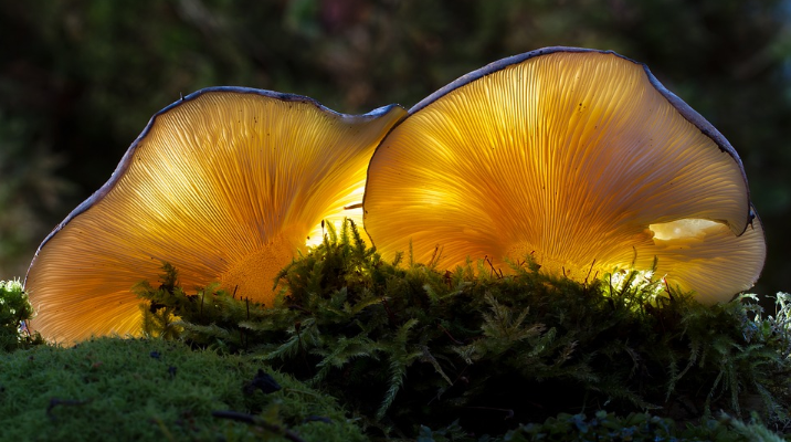 Разновидности грибов, растущих на пнях с фото и описанием. съедобные древесные грибы: разновидности и особенности приготовления