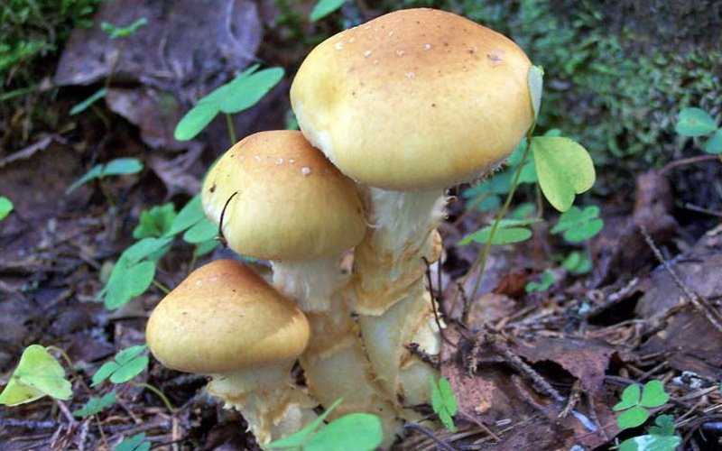 Паутинник кровяно-красноватый (cortinarius semisanguineus) –  грибы сибири