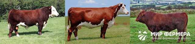 Герефордская порода крс — особенности содержания коров, быков и телят