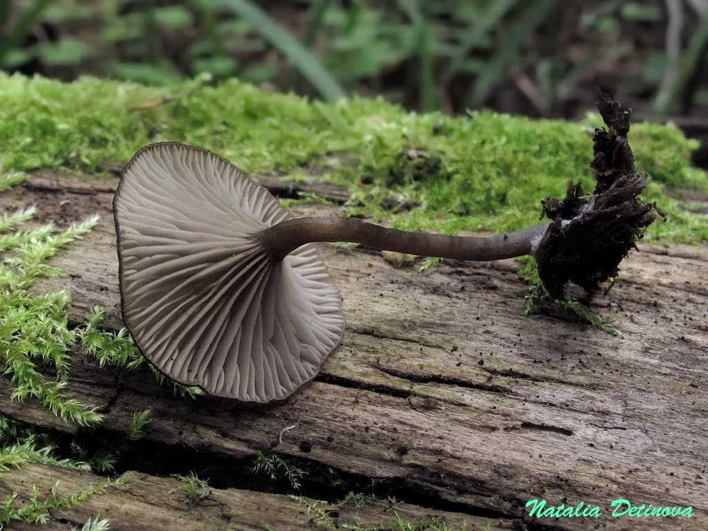 Где растет гриб сетконоска сдвоенная: описание, полезные свойства и применение