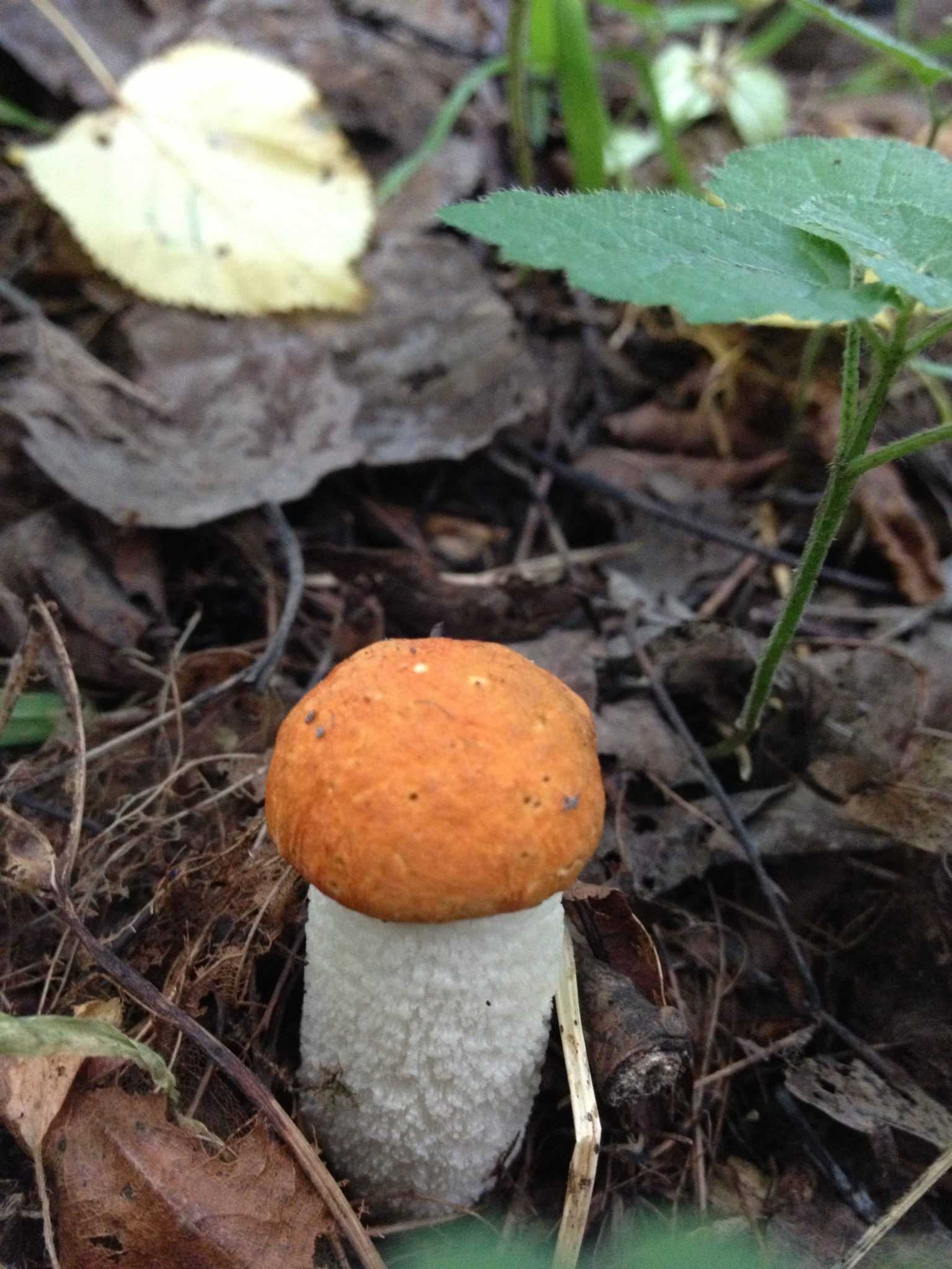 Сколько растёт гриб подосиновик после дождя и при какой температуре
