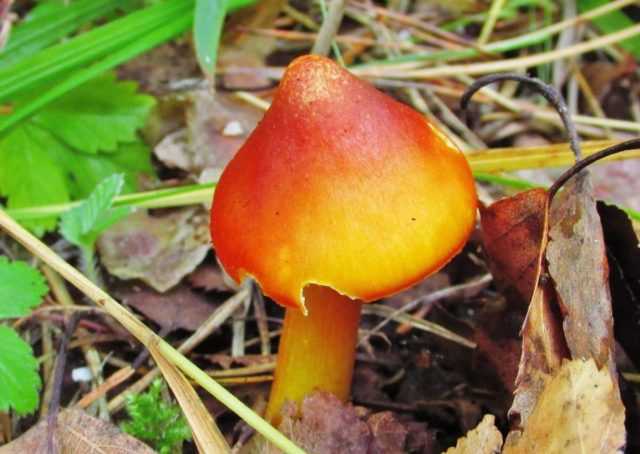 Гигроцибе киноварно-красная. Где растет и распространяется мелкий вид, чем отличается от ядовитых однородных грибов. Съедобность гриба.