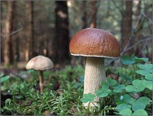 Как выращивать лесные и культурные грибы на даче