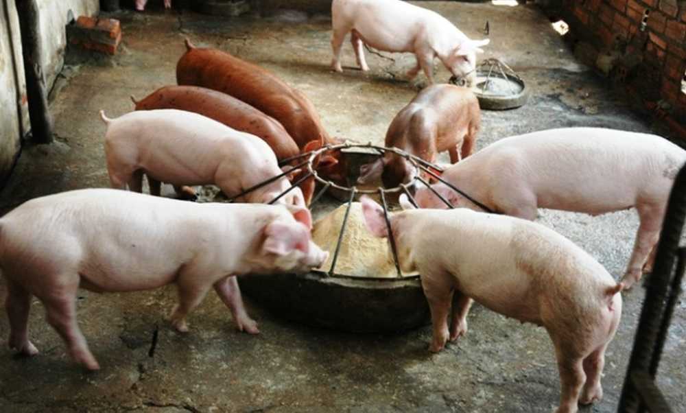 ᐉ корыто для свиней: как сделать своими руками? - zooon.ru