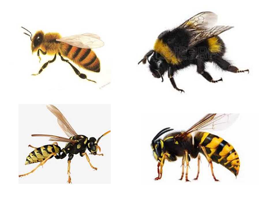 Чем полезен укус пчелы для человека