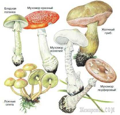 Как проверить червивый гриб или нет. червивые грибы – как правильно чистить и можно ли есть. отзывы и комментарии