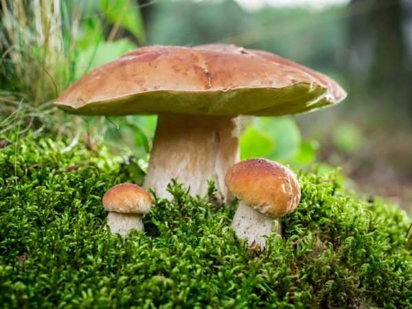Гриб обабок: описание, распространенные виды, места и сроки сбора, особенности приготовления, похожие ядовитые грибы, симптомы отравления